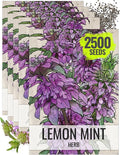 Seed Needs Lemon Mint Seeds for Planting Monarda citriodora Herbs - Grow a Non-GMO Heirloom & Untreated Medicinal Herb Garden Indoors or Outdoors - Popular in Herbal Tea (5 Packs)