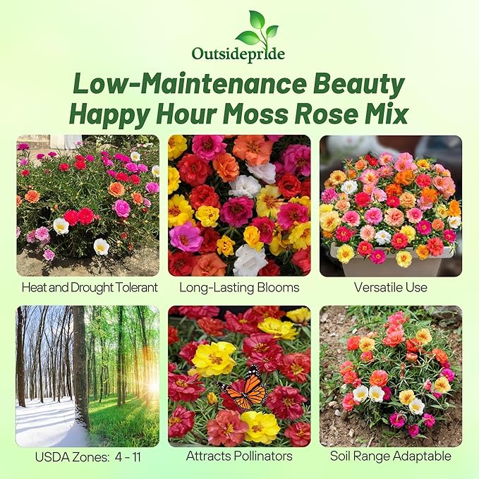 Outsidepride Happy Hour Mixed Moss Rose Seeds - 250 Pcs Annual, Drought & Heat Tolerant, Pollinator Friendly Ground Cover Seeds for Planting w/Vibrant Blooms & Succulent Foliage, for Xeriscaping