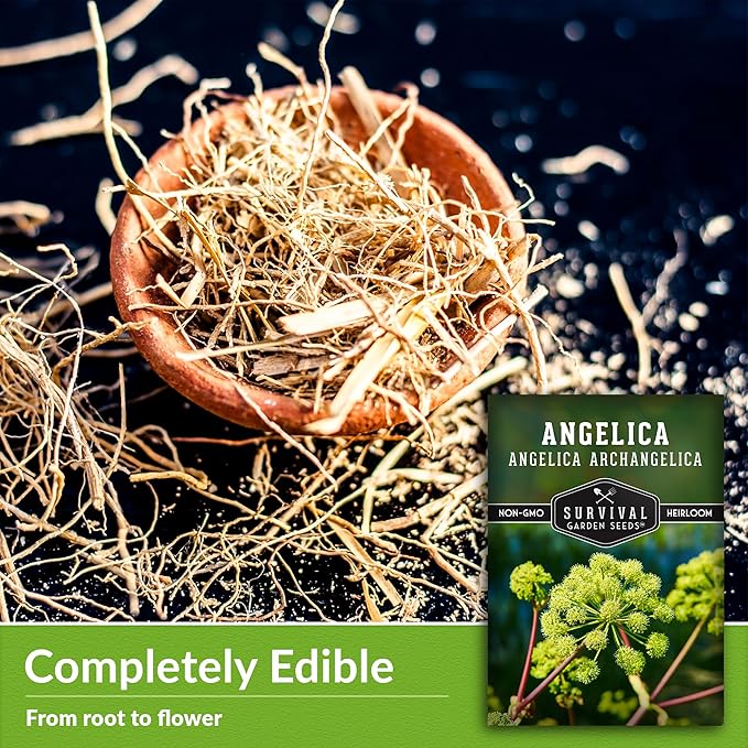 Angelica Seeds for Planting - Medicinal Herb Garden Seed to Grow Angelica Archangelica - Edible Traditional Healing Herb, Biennial Plant - Survival Garden Seeds (2 Packs)