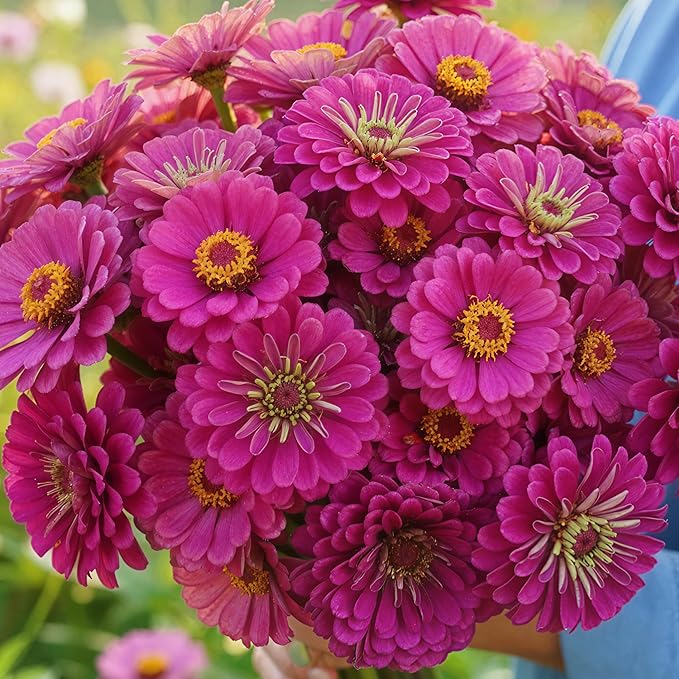 Seed Needs Zinnia Seeds Purple Prince Variety Fast Blooming | 5,000+ Heirloom & Open Pollinated Seeds | Annual Cut Flowers Large Blooming | Bulk