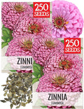 Seed Needs Luminosa Pink Zinnia Seeds for Planting - Heirloom & Open Pollinated Annual Cut Flowers - Grow a Butterfly Garden to Attract Pollinators (2 Packs)