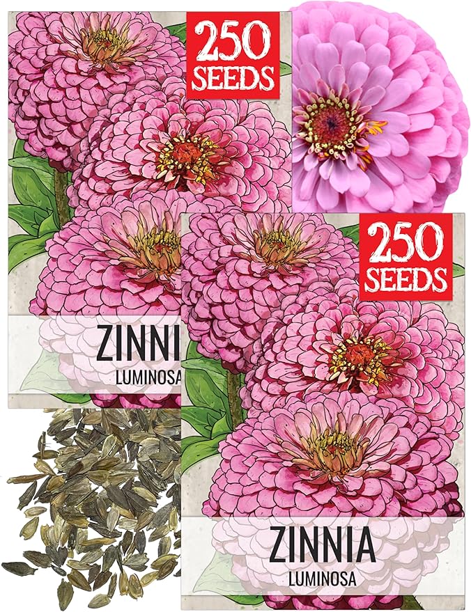 Seed Needs Luminosa Pink Zinnia Seeds for Planting - Heirloom & Open Pollinated Annual Cut Flowers - Grow a Butterfly Garden to Attract Pollinators (2 Packs)