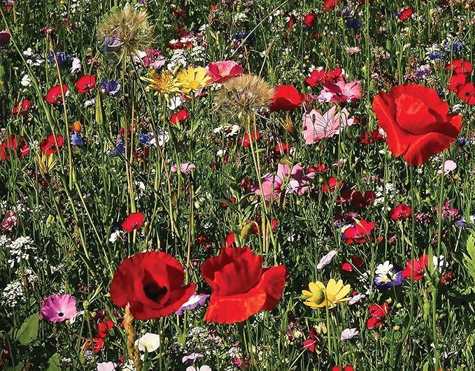 Amturf Roll & Grow Wildflower Garden Blanket, Pollinator Mix, 1' x 10', 10 sq ft
