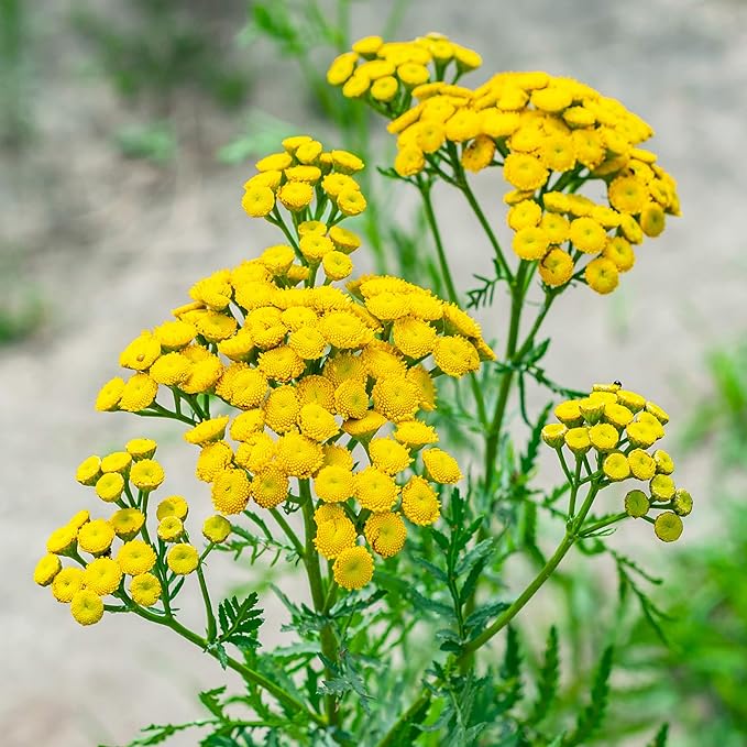 Outsidepride Tansy Seeds - 5000 Pcs. Perennial, Easy to Grow & Low Maintenance, Herb Seeds for Planting Aromatic & Vibrant Yellow Button-Like Blooms, Great for Versatile Uses & Pollinator Gardens