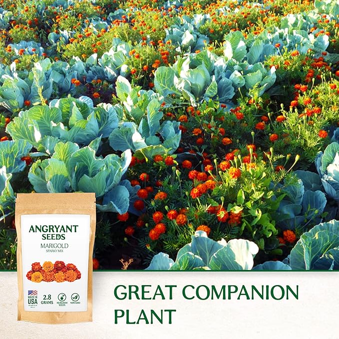 Marigold Sparky Mix Seeds - 999+ Heirloom Flower Seeds for Planting Indoors and Outdoors in Your Home Garden - Non GMO, USA Grown - Annual, Open Pollinated Wildflower Seeds Bulk for Companion Planting