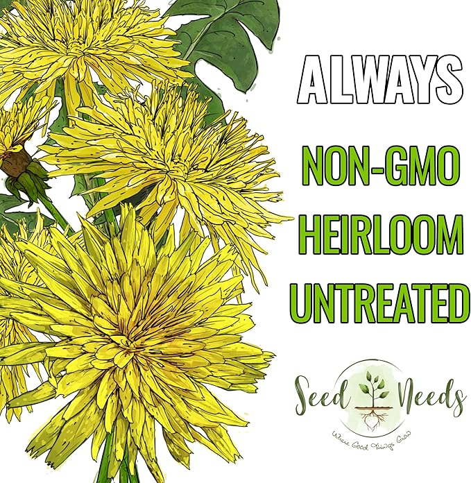 Seed Needs Dandelion Seeds for Planting Taraxacum officinale - Non-GMO Heirloom & Untreated Perennial Herbs - Grow Salad Greens, Food for Tortoises, Rabbits & Bearded Dragons (5 Packs)