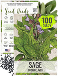 Seed Needs Sage Seeds for Planting Broad Leaved Herbs - Non-GMO Heirloom & Untreated Culinary Herb Seed to Plant a Home Grown Garden Indoors or Outdoors (1 Pack)