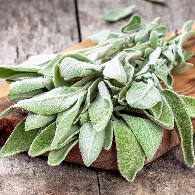 Seed Needs Sage Seeds for Planting Broad Leaved Herbs - Non-GMO Heirloom & Untreated Culinary Herb Seed to Plant a Home Grown Garden Indoors or Outdoors (2 Packs)