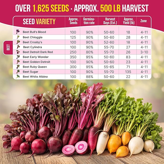 Organo Republic 10 Rare Beet Seeds Variety Pack for Planting Indoor & Outdoors 1625+ Heirloom Non-GMO Bulk Beets Gardening Seeds: Chioggia, Detroit Dark Red, Sugar, Cylindra, Bulls Blood, White Albino