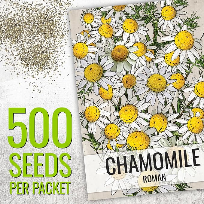 Seed Needs Chamomile Seeds for Planting German & Roman Chamomile - Non-GMO Heirloom & Untreated Herb Seed to Plant an Indoor/Outdoor Culinary Medicinal Garden (Collection of 2 Packets)