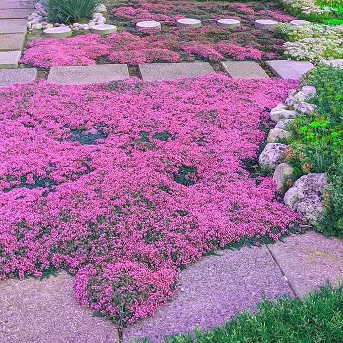 Mix Creeping Thyme Ground Cover Flower Seeds for Planting, 20000+pcs Perennial Creeping Wild Thymus Seeds, Non-GMO Heirloom Wild Thymus Serpyllum Flower Plants for Home Garden Outdoors