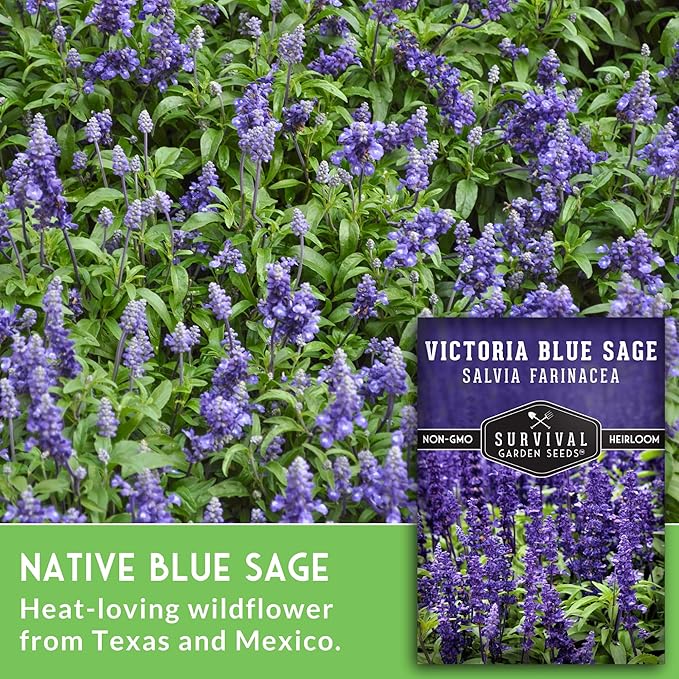 Survival Garden Seeds - Victoria Blue Sage Seed for Planting - 5 Packets with Instructions to Plant and Grow Mealycup Sage or Salvia Farinacea in Your Home Vegetable Garden - Non-GMO Heirloom Variety