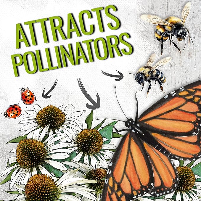 Seed Needs White Swan Coneflower Seeds for Planting Echinacea - Heirloom & Open Pollinated Perennial Flower - Attract Pollinators to a Butterfly Garden (2 Packs)
