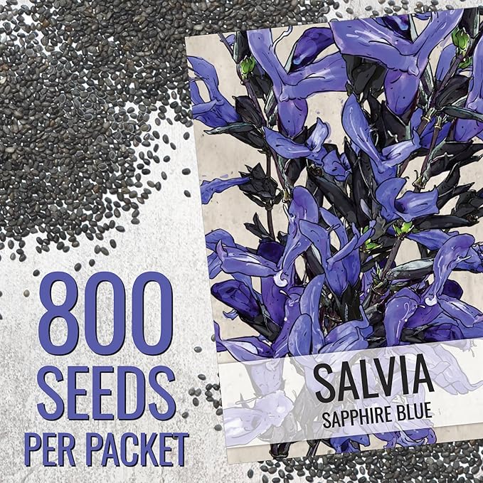 Seed Needs Sapphire Blue Sage Seeds for Planting - Heirloom & Open Pollinated Salvia - Grow a Butterfly Garden with Perennial Flowering Plants (5 Packs)