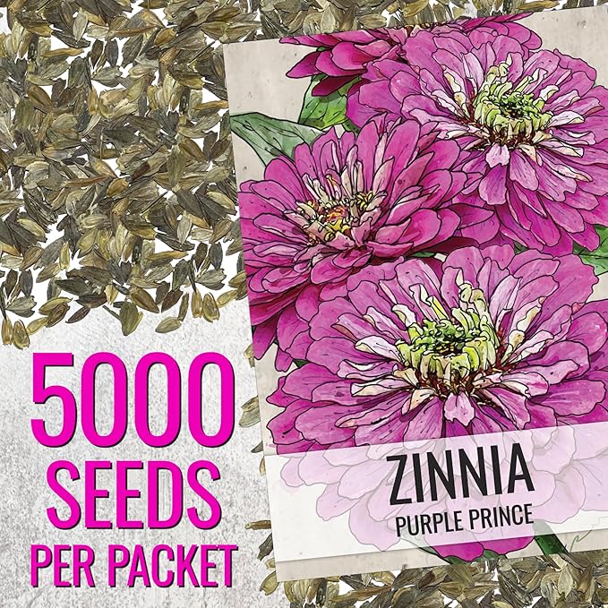 Seed Needs Zinnia Seeds Purple Prince Variety Fast Blooming | 5,000+ Heirloom & Open Pollinated Seeds | Annual Cut Flowers Large Blooming | Bulk