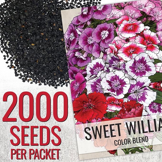 Seed Needs Sweet William Seeds for Planting Dianthus Flowers - Heirloom & Open Pollinated Annual Wildflower Seed Mix to Attract Butterflies, Bees & Other Pollinators to a Butterfly Garden (1 Pack)