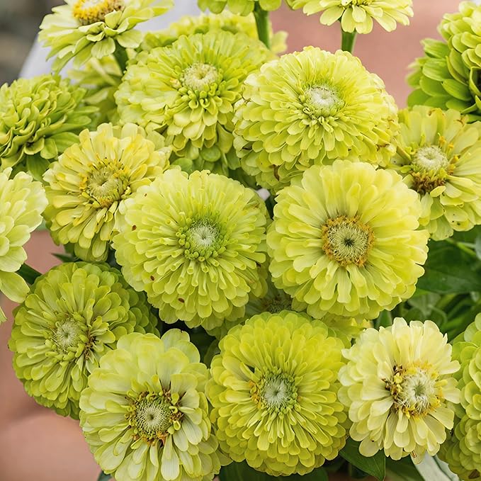 Seed Needs Zinnia Seeds Lime Green Envy Variety Fast Blooming | 5,000+ Heirloom & Open Pollinated Seeds | Annual Cut Flowers Large Blooming | Bulk