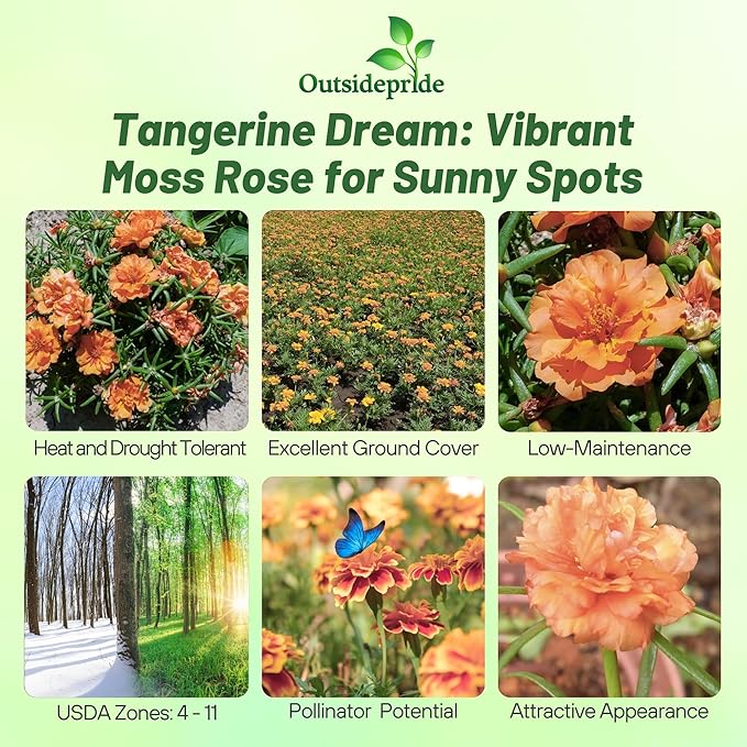 Outsidepride Tangerine Moss Rose Seeds - 500 Pcs Annual, Drought & Heat Tolerant, Pollinator Friendly Ground Cover Seeds for Planting w/Vibrant Blooms & Succulent Foliage, Ideal for Xeriscaping