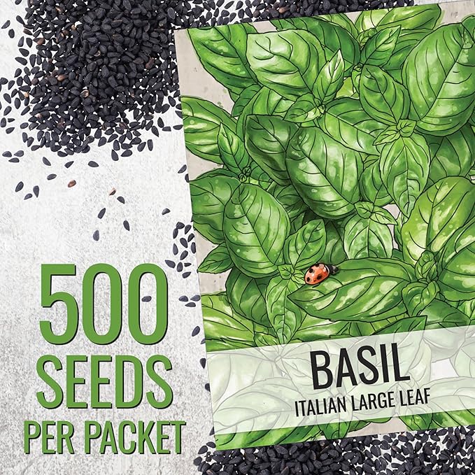 Seed Needs Basil Seeds for Planting Italian Large Leaf Herbs - Non-GMO Heirloom & Untreated - Grow an Indoor or Outdoor Home Grown Herb Garden (10 Packs)