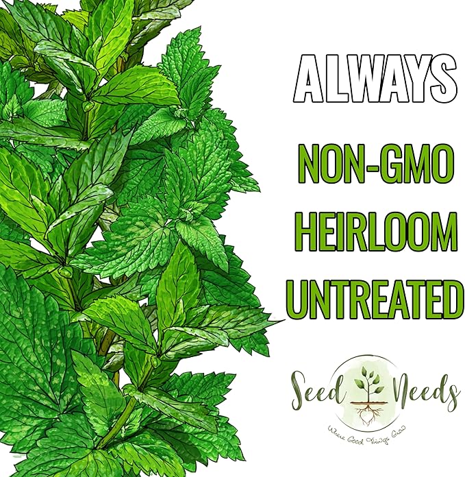 Seed Needs Peppermint Seeds for Planting - Non-GMO, Heirloom & Untreated - Medicinal/Culinary Herb to Plant a Home Grown Indoor or Outdoor Garden (5 Packs)