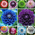 300+ Mix Dahlia Seeds for Planting - Rare Dahlia Pompon Flower Seeds Variabilis Beautiful Annual Outdoor
