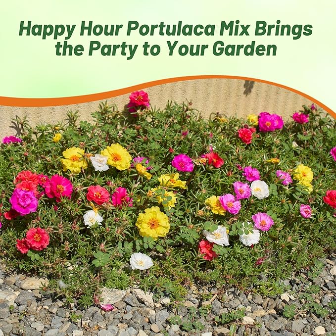 Outsidepride Happy Hour Mixed Moss Rose Seeds - 250 Pcs Annual, Drought & Heat Tolerant, Pollinator Friendly Ground Cover Seeds for Planting w/Vibrant Blooms & Succulent Foliage, for Xeriscaping