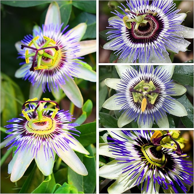 Seed Needs, Royal Blue Passion Flower Seeds - 100 Heirloom Seeds for Planting Passiflora caerulea - Open Pollinated Tropical Vine Produces Exotic Blooms (5 Packs)