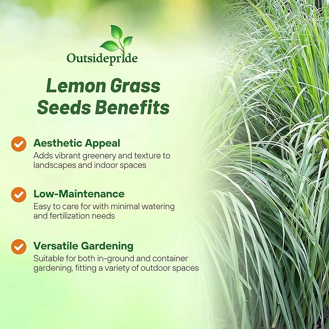 Outsidepride Lemon Grass Seeds for Planting - 2000 Perennial Seeds, Mosquito Repellent, Deer Proof, Citronella Grass for Culinary and Ornamental Use, Blue-Green Foliage, Lemon Grass Live Plant