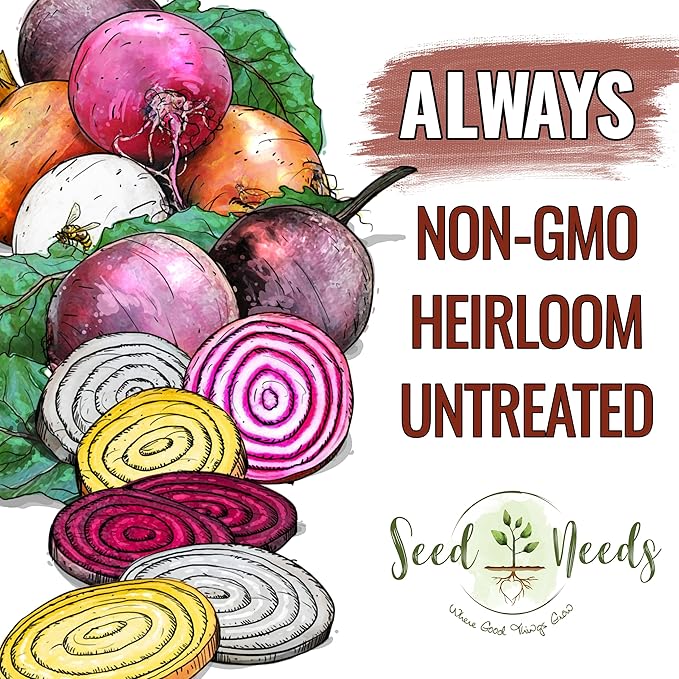 Seed Needs Rainbow Beet Seeds for Planting 8 Varieties | 1,500+ Heirloom Seeds Beet Beta Vulgaris Non GMO Untreated | Great Home Garden Favorites Vegetable Beet Seed | Bulk