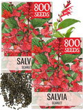 Seed Needs, Scarlet Red Sage Seeds - 800 Heirloom Seeds for Planting Salvia coccinea - Perennial Wildflower for an Outdoor Garden, Open Pollinated & Attracts Pollinators (2 Packs)