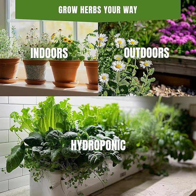 Thyme Seeds for Planting – 200+ Perennial Culinary Herb Seeds, Fragrant Ground Cover for Garden Beds and Pots, Non-GMO Heirloom, High Germination (Thymus vulgaris)