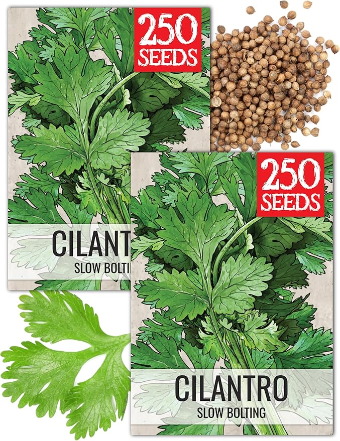 Seed Needs Cilantro Seeds for Planting Coriander Kitchen Herbs - Non-GMO Heirloom & Untreated - Grow a Home Grown Herb Garden Indoors or Outdoors (2 Packs)