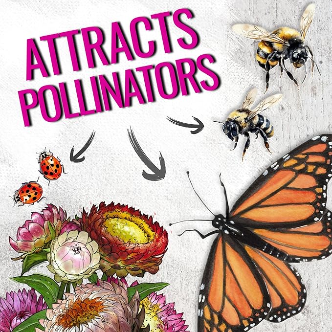 Seed Needs Strawflower Seeds for Planting - Heirloom & Open Pollinated Annual Flower Seed - Grow a Colorful Mix of Wildflowers for a Butterfly Garden, Bouquets & Floral Arrangements (1 Pack)