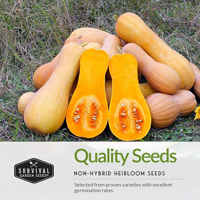 Three Sisters Collection Seed Vault - Non-GMO Heirloom Seeds for Planting Vegetables - Sweetcorn, Butternut Winter Squash & Pole Beans for Growing on Your Homestead - Survival Garden Seeds