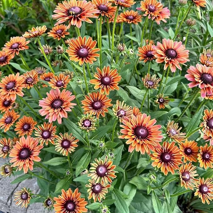 500 Black Eyed Susan Seeds – Rustic Orange & Yellow Rudbeckia Autumn Garden Flower, Heirloom, Non-GMO