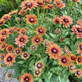 500 Black Eyed Susan Seeds – Rustic Orange & Yellow Rudbeckia Autumn Garden Flower, Heirloom, Non-GMO