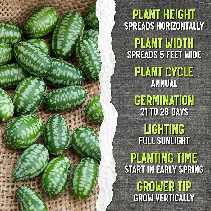 Seed Needs Cucamelon Seeds for Planting Mexican Sour Gherkin Miniature Mouse Melons - Non-GMO Heirloom & Untreated - Grow a Home Grown Indoor Outdoor Vegetable Garden (1 Pack)