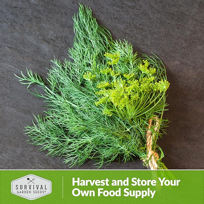 Compact Dill Seeds for Planting – Dwarf Dill for Containers & Small-Space Gardens – High Germination Heirloom Non-GMO Herb for Indoor or Outdoor Growing – Survival Garden Seeds (1 Pack)