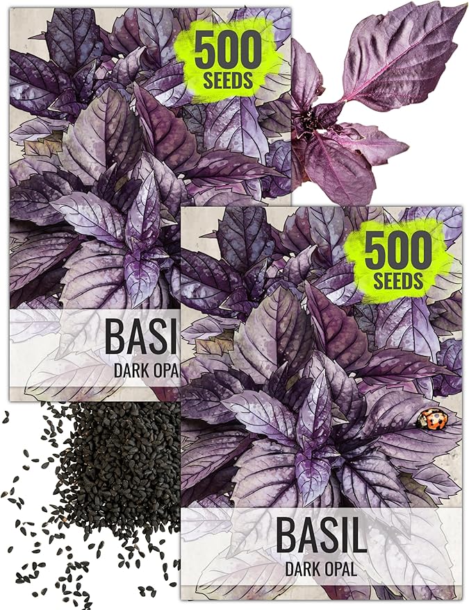 Seed Needs Opal Basil Seeds for Planting Red Basil Plants - Non-GMO Heirloom & Untreated Herb Seeds to Plant an Indoor or Outdoor Culinary Kitchen Garden (2 Packs)
