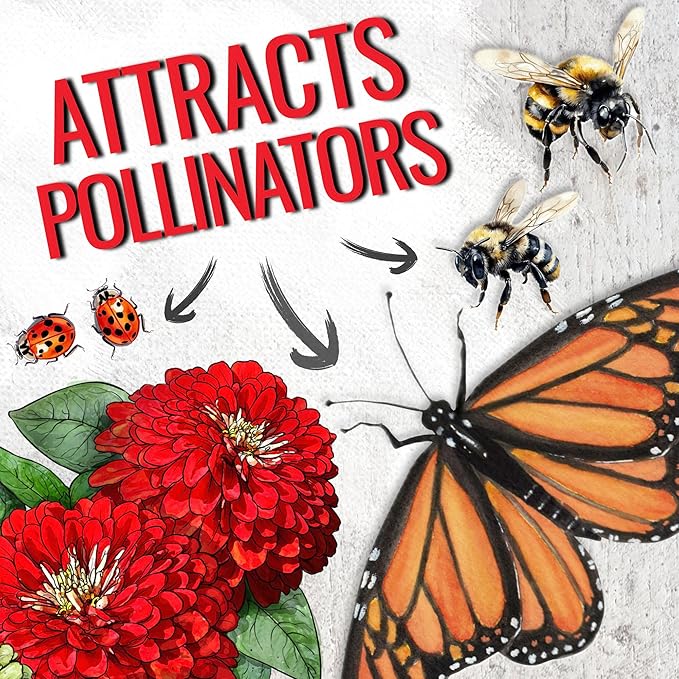 Seed Needs Zinnia Seeds for Planting Scarlet Flame Zinnias - Heirloom & Open Pollinated Annual Cut Flowers Perfect for Bouquets - Plant a Wildflower Butterfly Garden (2 Packs)
