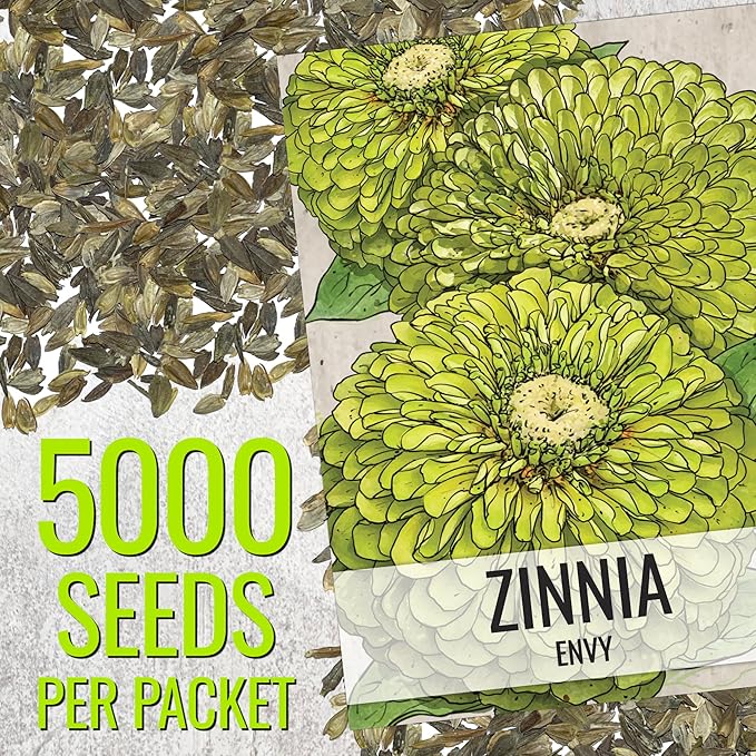 Seed Needs Zinnia Seeds Lime Green Envy Variety Fast Blooming | 5,000+ Heirloom & Open Pollinated Seeds | Annual Cut Flowers Large Blooming | Bulk