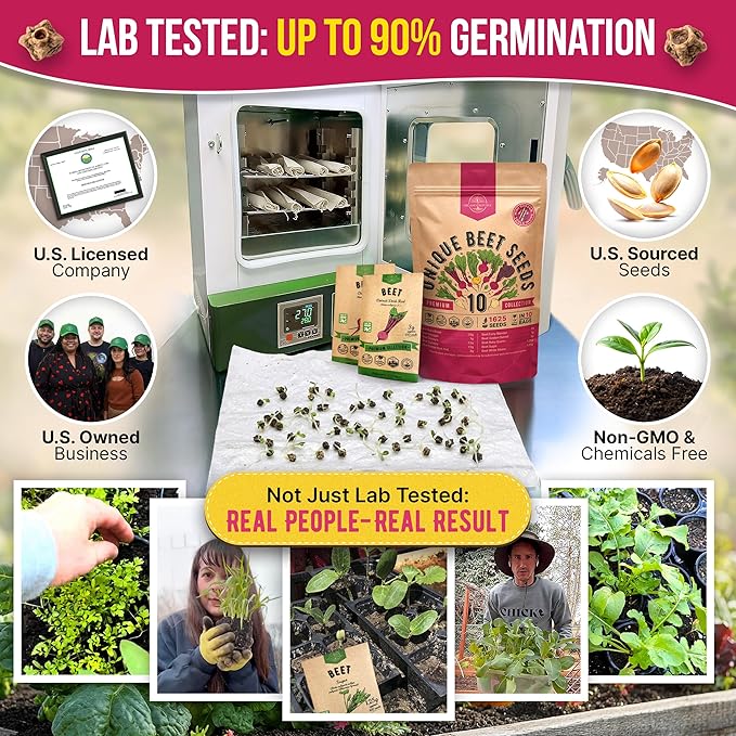 Organo Republic 10 Rare Beet Seeds Variety Pack for Planting Indoor & Outdoors 1625+ Heirloom Non-GMO Bulk Beets Gardening Seeds: Chioggia, Detroit Dark Red, Sugar, Cylindra, Bulls Blood, White Albino