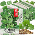 Seed Needs Cilantro Seeds for Planting Coriander Kitchen Herbs - Non-GMO Heirloom & Untreated - Grow a Home Grown Herb Garden Indoors or Outdoors (20 Packs)