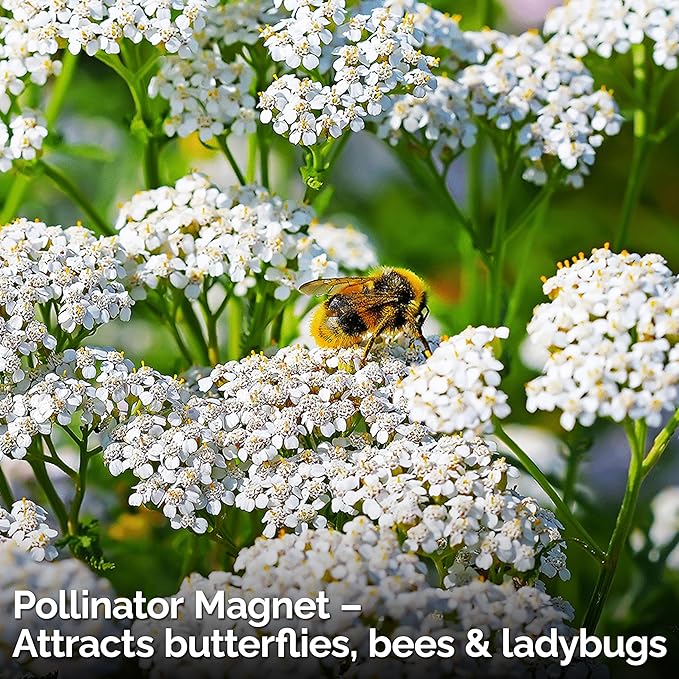 KVITER 2000 White Queen Anne's Lace Seeds (Ammi Majus), 2 Pack – Bishop Flower, Heirloom, Non GMO & Organic Wildflower, False Queen Annes Lace, Pollinator-Friendly Flower Seeds to Plant Outside Garden