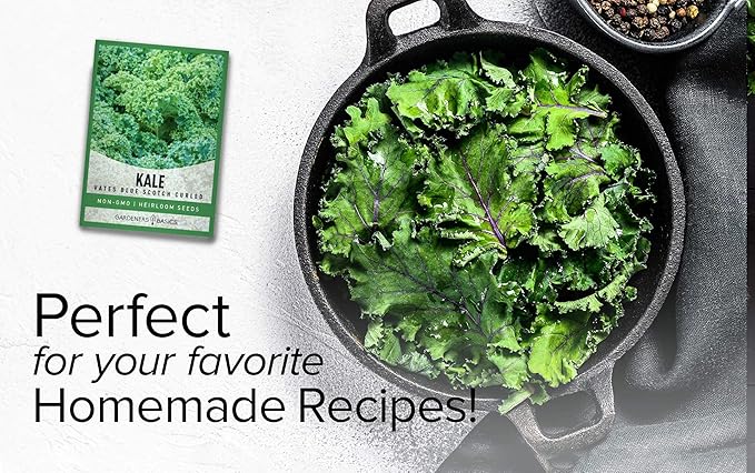 Gardeners Basics, Kale Seeds for Planting, Heirloom, Non-GMO Vegetable Variety - Great for Indoor, Outdoor, and Hydroponics Gardening (Vates Blue Scotch Curled)