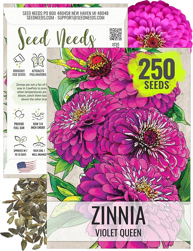 Seed Needs, Violet Queen Zinnia Seeds - 250 Heirloom Seeds for Planting Zinnia elegans - Magenta Colored Blooms Perfect for an Outdoor Butterfly Garden, Makes A Great Cut Flower (1 Pack)