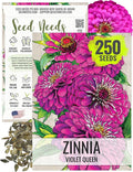 Seed Needs, Violet Queen Zinnia Seeds - 250 Heirloom Seeds for Planting Zinnia elegans - Magenta Colored Blooms Perfect for an Outdoor Butterfly Garden, Makes A Great Cut Flower (1 Pack)