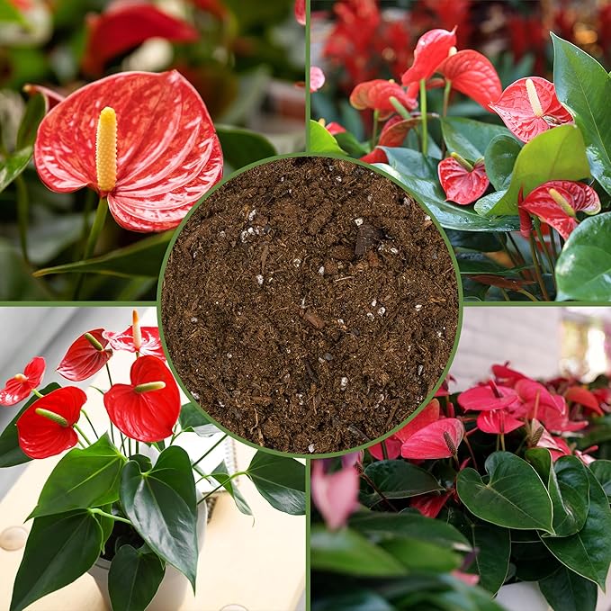 Soil Sunrise Anthurium Plant Potting Soil Mix (4 Quarts) Indoor Houseplant Custom Blend for Flowering Anthuriums
