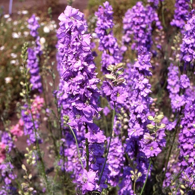 Outsidepride Delphinium Lilac Larkspur Seeds for Planting Outdoors - 1000 Pcs Annual, Self-Seeding, Heat & Drought Tolerant Wildflower Seed, Colorful Blooms for Flower Arrangement & Pollinator Garden