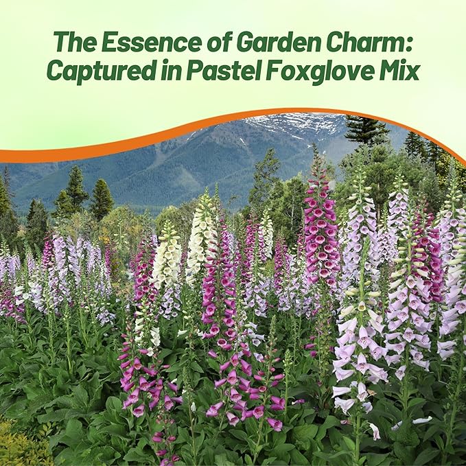 Outsidepride Digitalis Purpurea Gloxiniaeflora Mix Foxglove Seeds – 10000 Pcs Biennial, Prolific, Tall Growing Flower Seeds with Pollinator-Friendly Blooms for Shaded Gardens & Outdoor Landscapes
